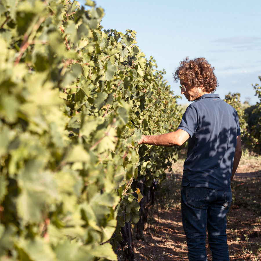 Giuseppe capurso che analizza da vicino un vigneto